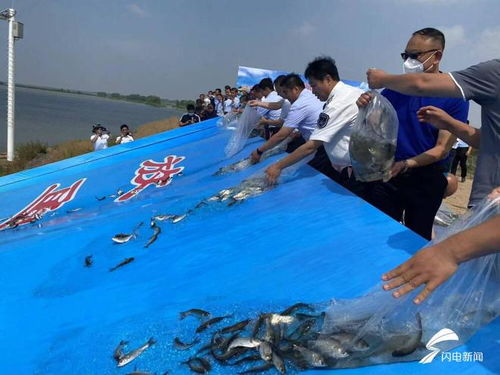 济南 增殖放流 放鱼养水 40余万尾鱼苗投入白云湖