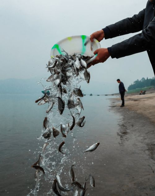 1400余尾国家一级重点保护动物达氏鲟在长江泸州段放流