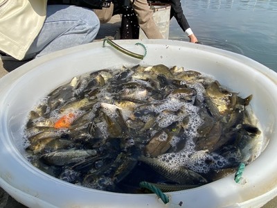 补放鱼苗 修复渔业资源